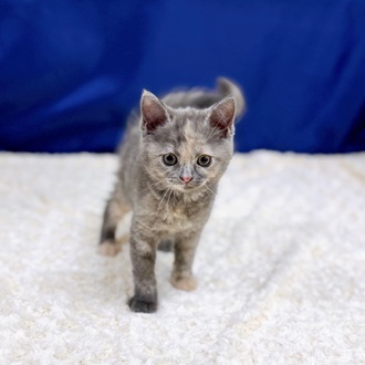 愛知県のマンチカン (犬の家＆猫の里一宮店/2025年12月22日生まれ/女の子/ブルークリーム)の子猫の4枚目の画像