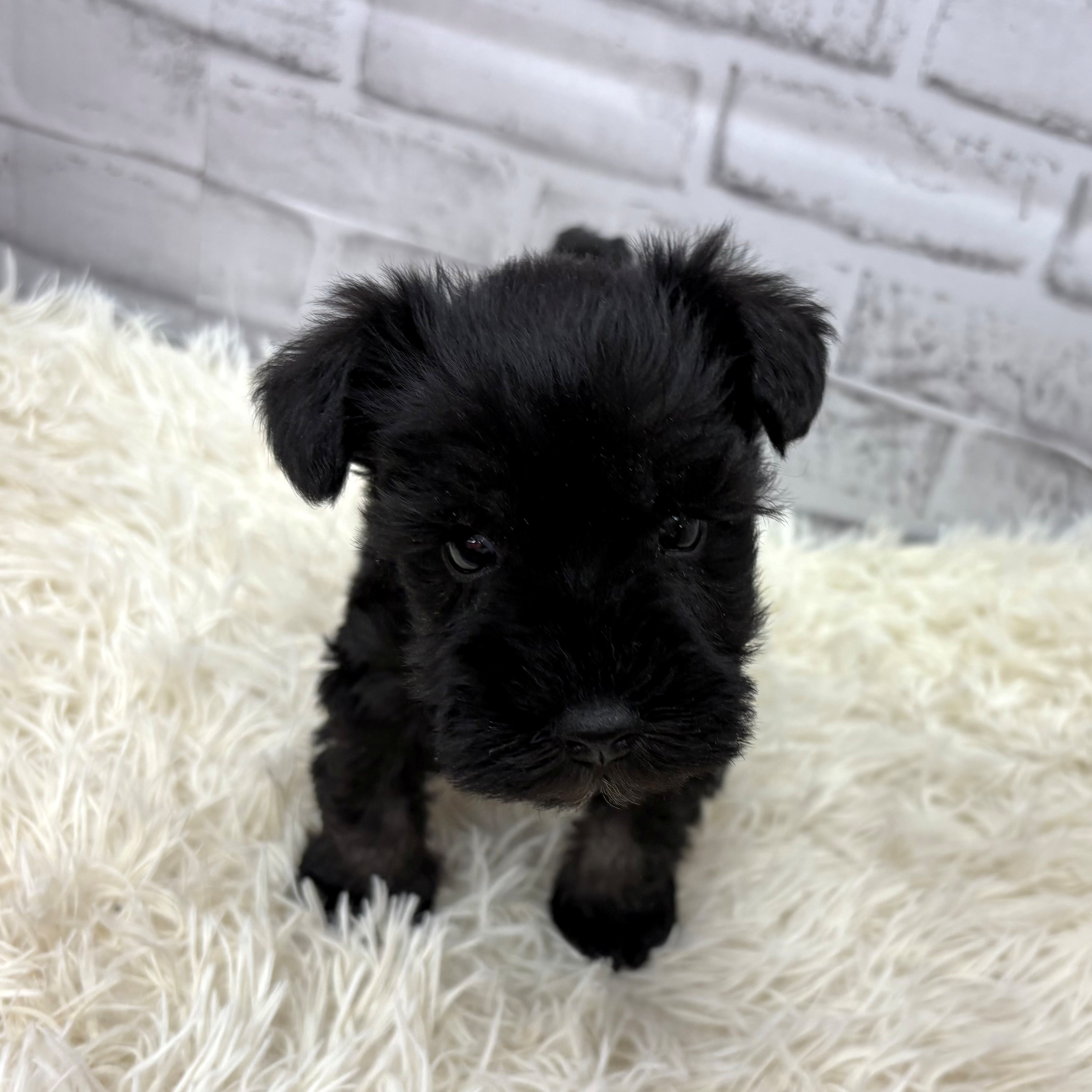 愛知県のミニチュアシュナウザー (犬の家＆猫の里MEGAドン・キホーテ東海名和店/2025年12月23日生まれ/男の子/ブラックシルバー)の子犬の4枚目の画像