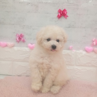 静岡県のトイプードル(トイ) (犬の家＆猫の里プレ葉ウォーク浜北店/2025年12月21日生まれ/女の子/ホワイト)の子犬の1枚目の画像