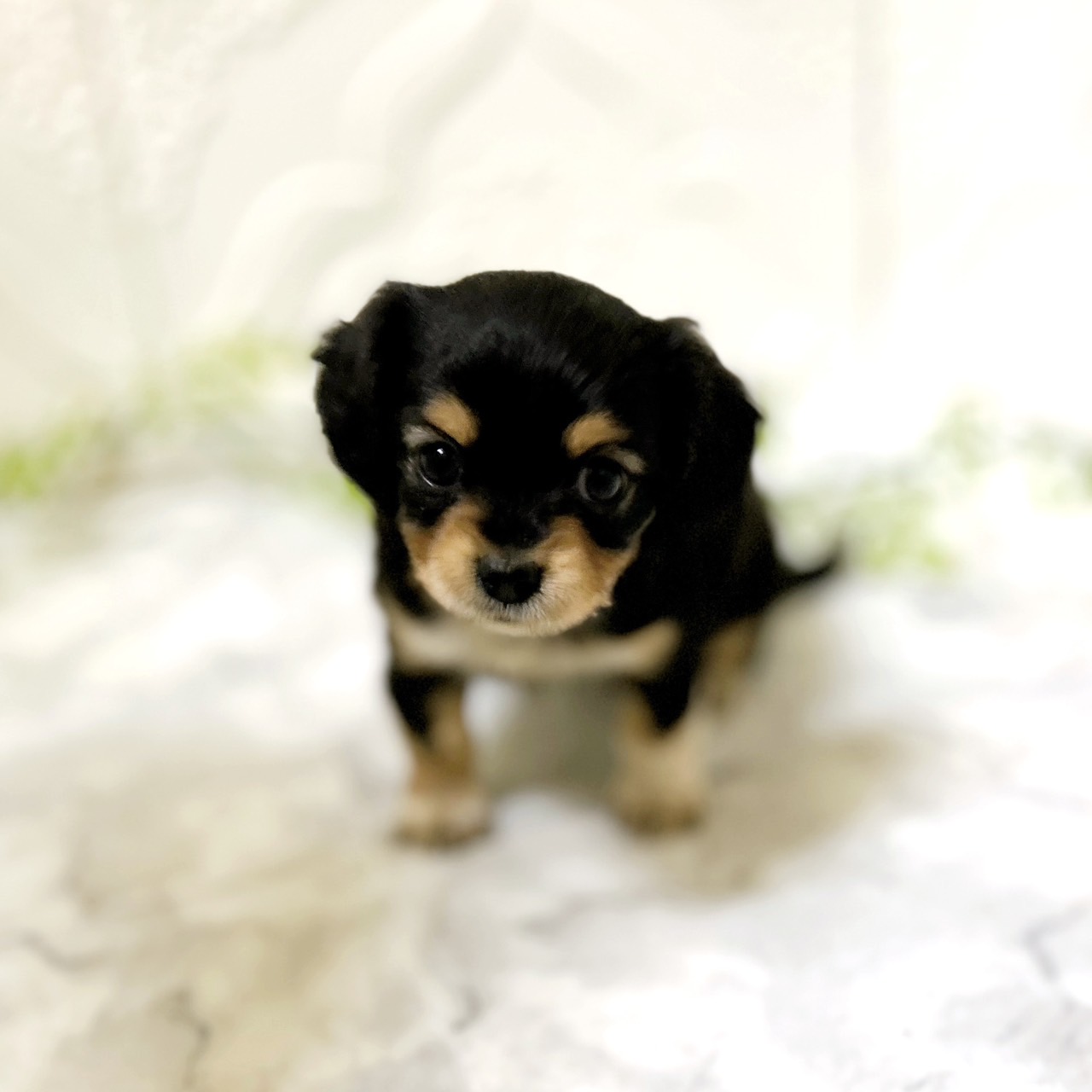 愛知県のチワックス(チワワ×ダックス) (犬の家＆猫の里岡崎店/2025年12月23日生まれ/女の子/ブラックタン)の子犬の4枚目の画像