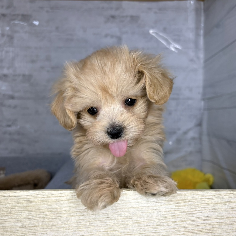 長野県のマルプー(マルチーズ×プードル) (犬の家＆猫の里塩尻店/2025年12月21日生まれ/男の子/アプリコット)の子犬の4枚目の画像