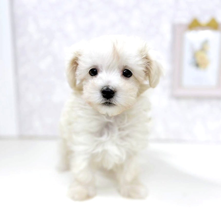 富山県のマルプー(マルチーズ×プードル) (犬の家＆猫の里アミーゴ高岡蓮花寺店/2025年12月21日生まれ/男の子/クリーム)の子犬の4枚目の画像