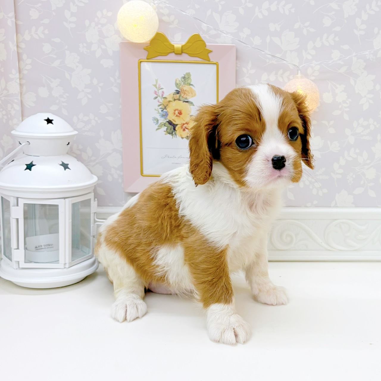 富山県のキャバリアキングチャールズスパニエル (犬の家＆猫の里富山店/2025年12月23日生まれ/女の子/ブレンハイム)の子犬の4枚目の画像