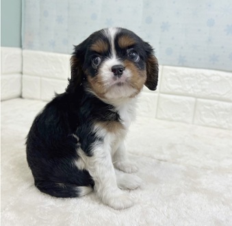 静岡県のキャバリアキングチャールズスパニエル (犬の家＆猫の里マークイズ静岡店/2025年12月23日生まれ/男の子/トライカラー)の子犬の4枚目の画像