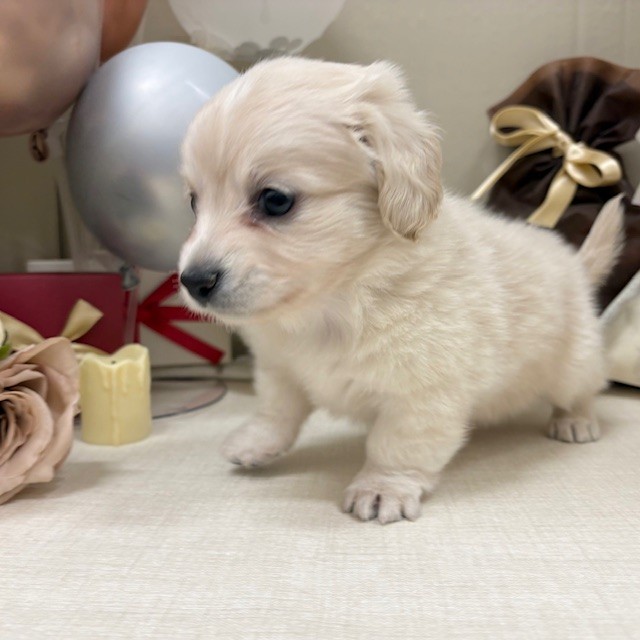 千葉県のチワックス(チワワ×ダックス) (犬の家＆猫の里ワンズモール稲毛店/2025年12月23日生まれ/男の子/イエロー)の子犬の4枚目の画像