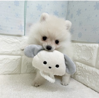 静岡県のポメラニアン (犬の家＆猫の里マークイズ静岡店/2025年12月22日生まれ/男の子/クリーム)の子犬の4枚目の画像