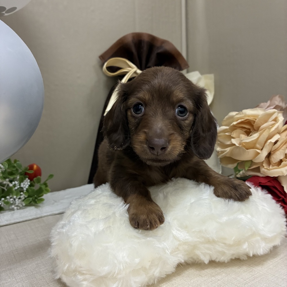 千葉県のミニチュアダックスフンド(ロング) (犬の家＆猫の里ワンズモール稲毛店/2025年12月22日生まれ/男の子/チョコレートタン)の子犬の4枚目の画像