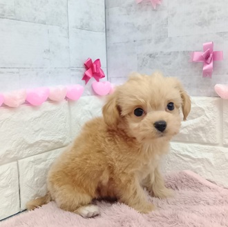 静岡県のチワプー/プーチー(チワワ×プードル) (犬の家＆猫の里プレ葉ウォーク浜北店/2025年12月23日生まれ/男の子/アプリコット)の子犬の4枚目の画像