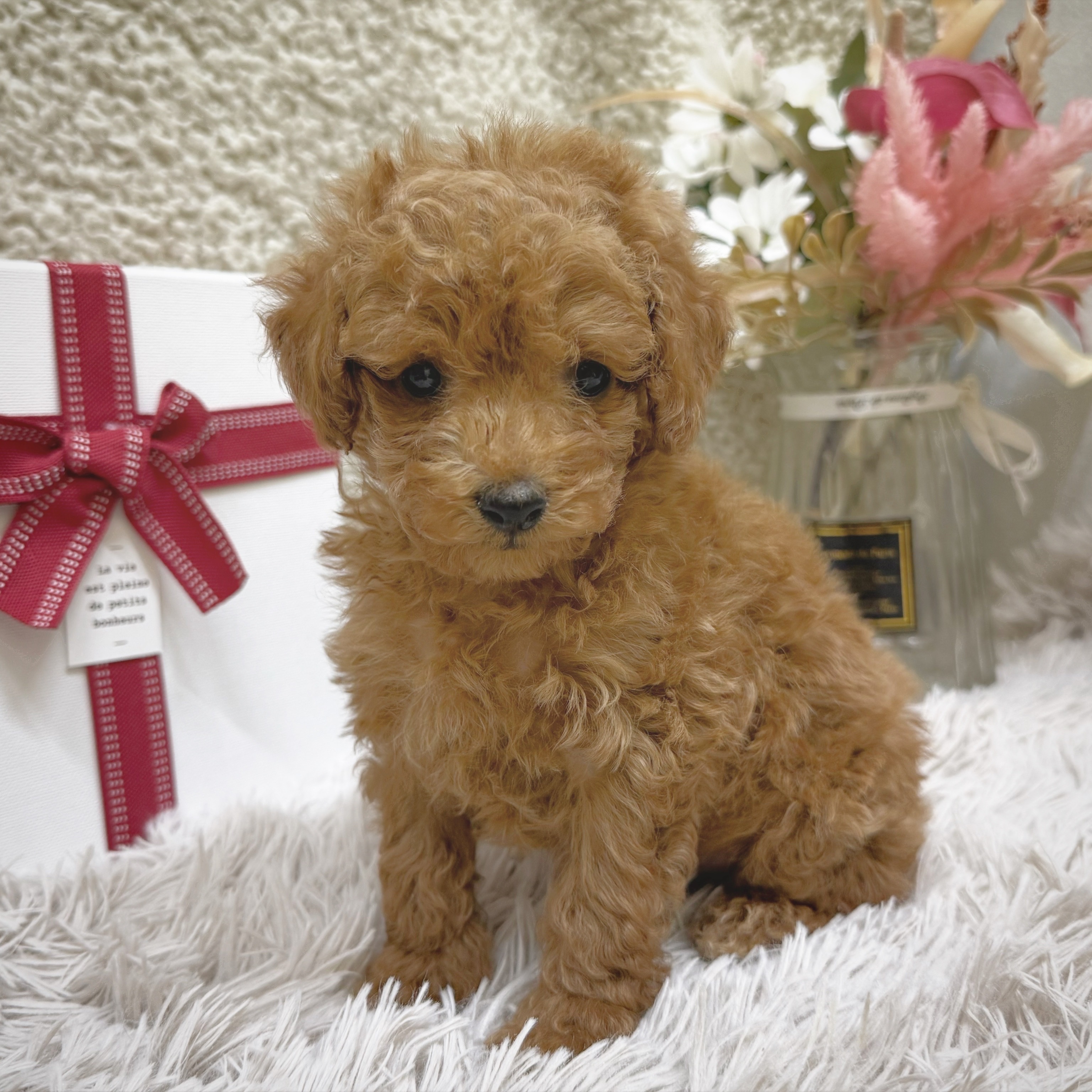 静岡県のトイプードル(トイ) (犬の家＆猫の里藤枝店/2025年12月23日生まれ/男の子/レッド)の子犬の1枚目の画像