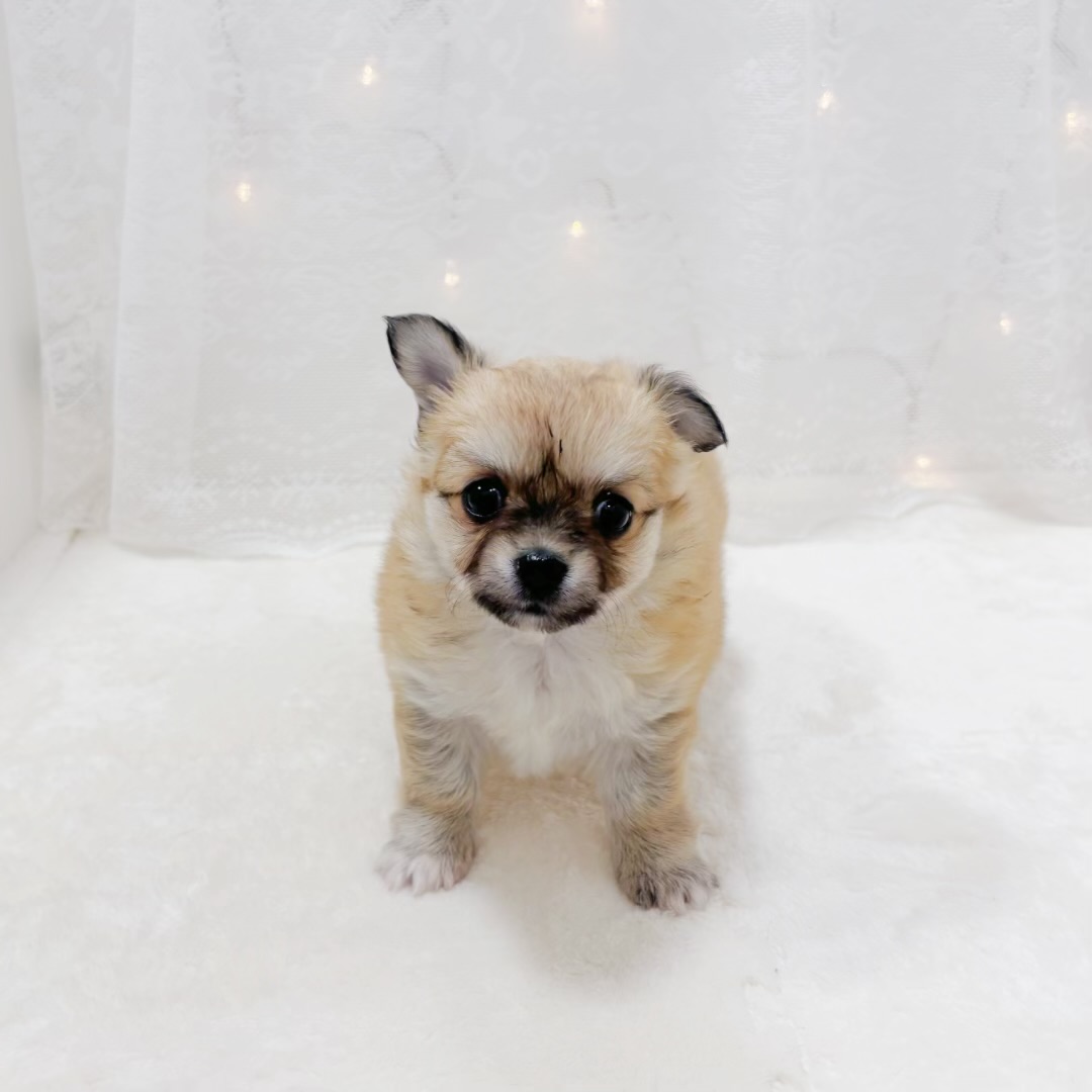 千葉県のチワワ(ロング) (犬の家＆猫の里BIGHOPガーデンモール印西店/2025年12月21日生まれ/女の子/フォーンホワイト)の子犬の4枚目の画像