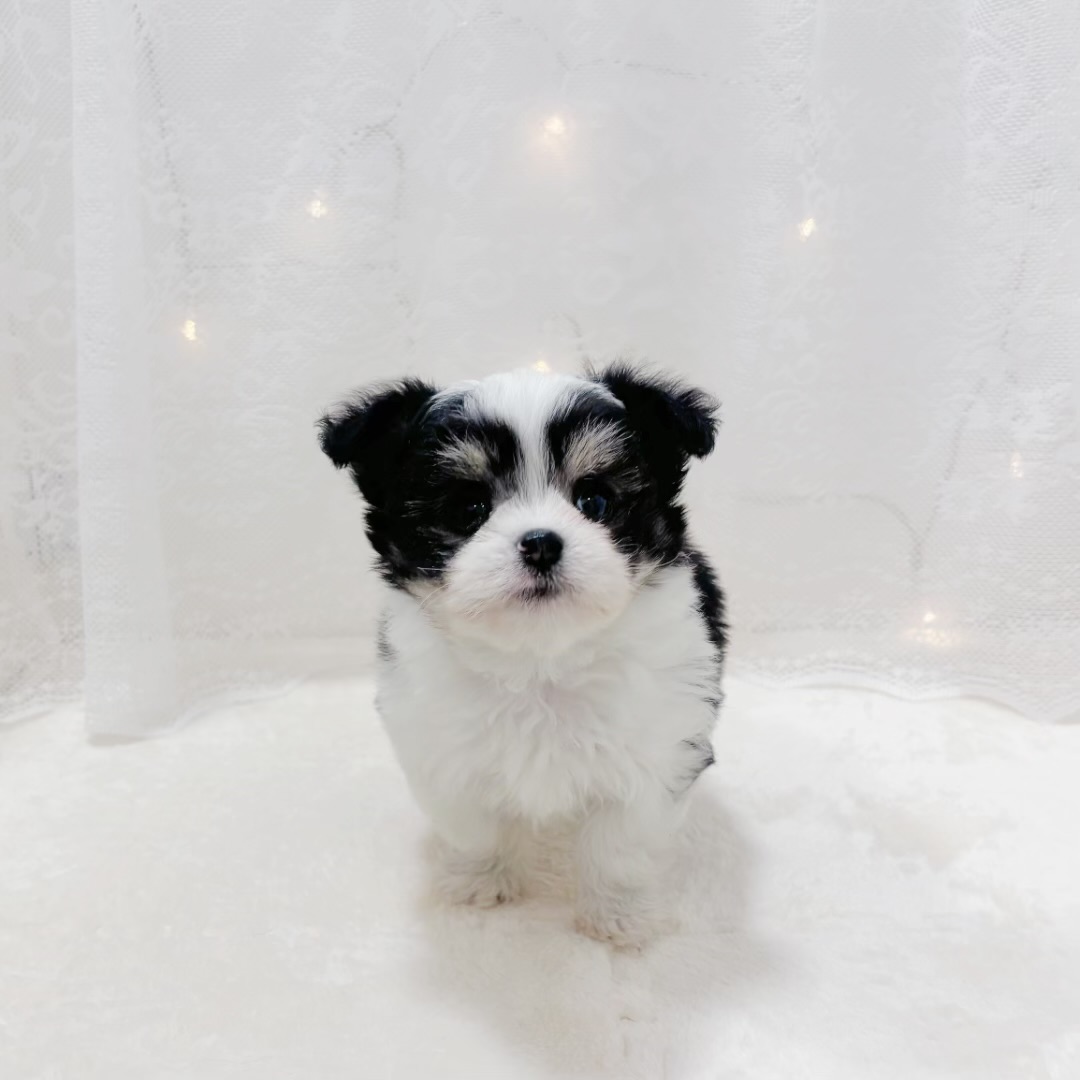 千葉県のチワマル/マルチワ(チワワ×マルチーズ) (犬の家＆猫の里BIGHOPガーデンモール印西店/2025年12月20日生まれ/男の子/ホワイトブラックタン)の子犬の4枚目の画像