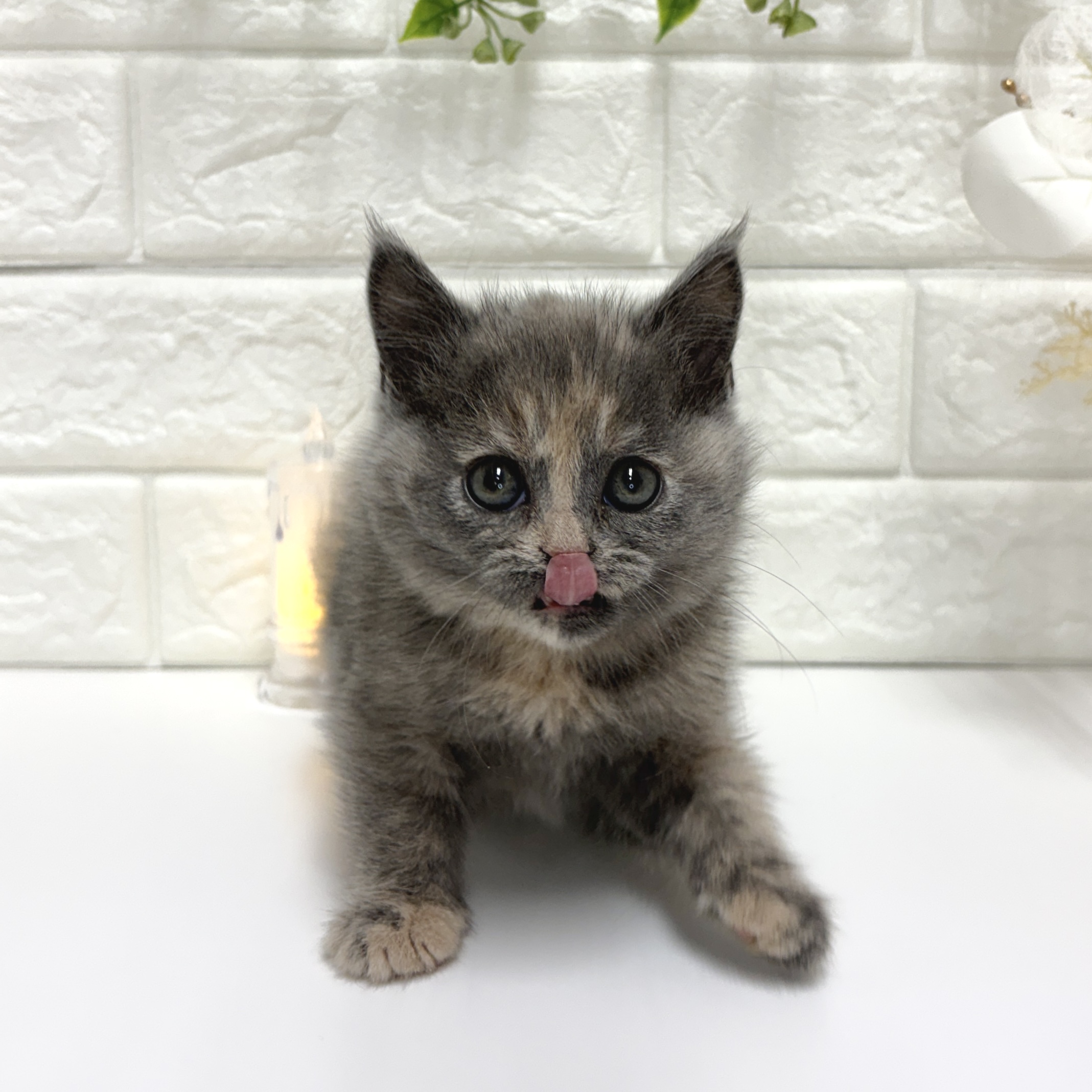 東京都のブリティッシュショートヘアー (犬の家＆猫の里ペットフォレスト小平店/2025年12月16日生まれ/女の子/ブルークリーム)の子猫の4枚目の画像