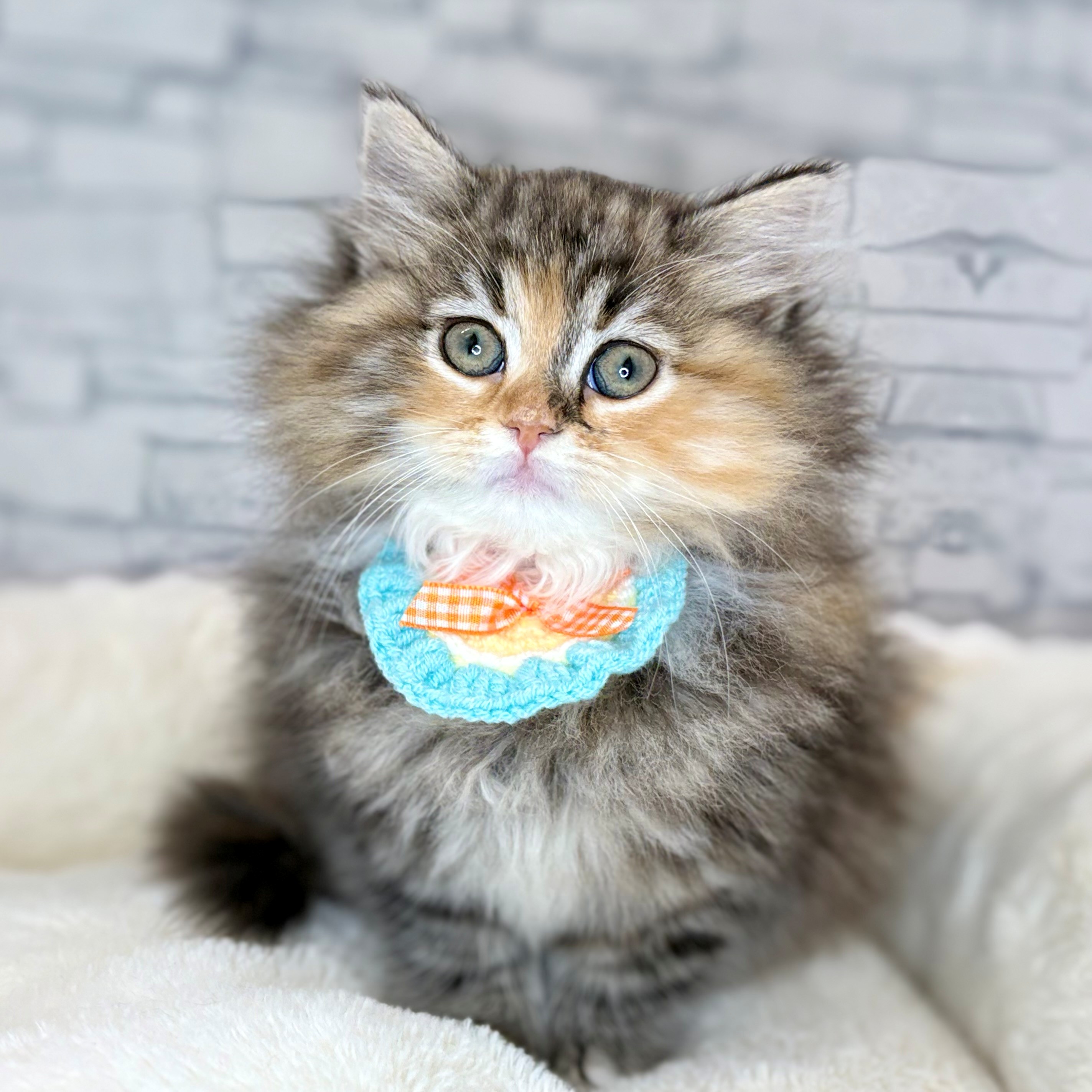 長野県のサイベリアン (犬の家＆猫の里長野店/2025年12月18日生まれ/女の子/ブラウンマッカレルタビーホワイト)の子猫の4枚目の画像