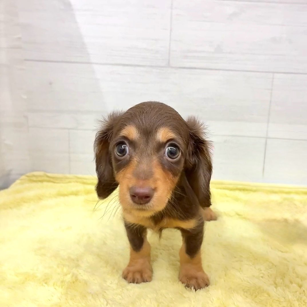 愛知県のミニチュアダックスフンド(ロング) (犬の家＆猫の里碧南店/2025年12月19日生まれ/女の子/チョコレートタン)の子犬の4枚目の画像