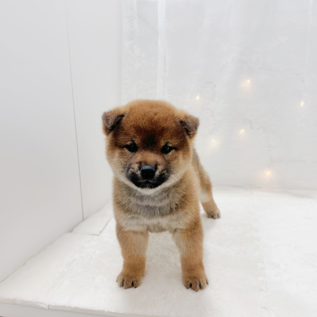 千葉県の柴犬(標準サイズ) (犬の家＆猫の里BIGHOPガーデンモール印西店/2025年12月22日生まれ/男の子/赤)の子犬の4枚目の画像