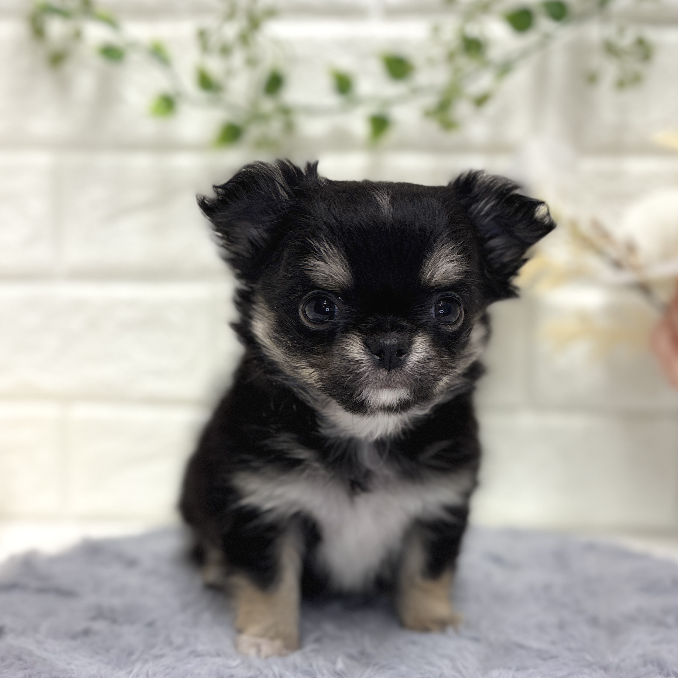 神奈川県のチワワ(ロング) (犬の家＆猫の里相模原店/2025年12月21日生まれ/女の子/ブラックタンホワイト)の子犬の4枚目の画像