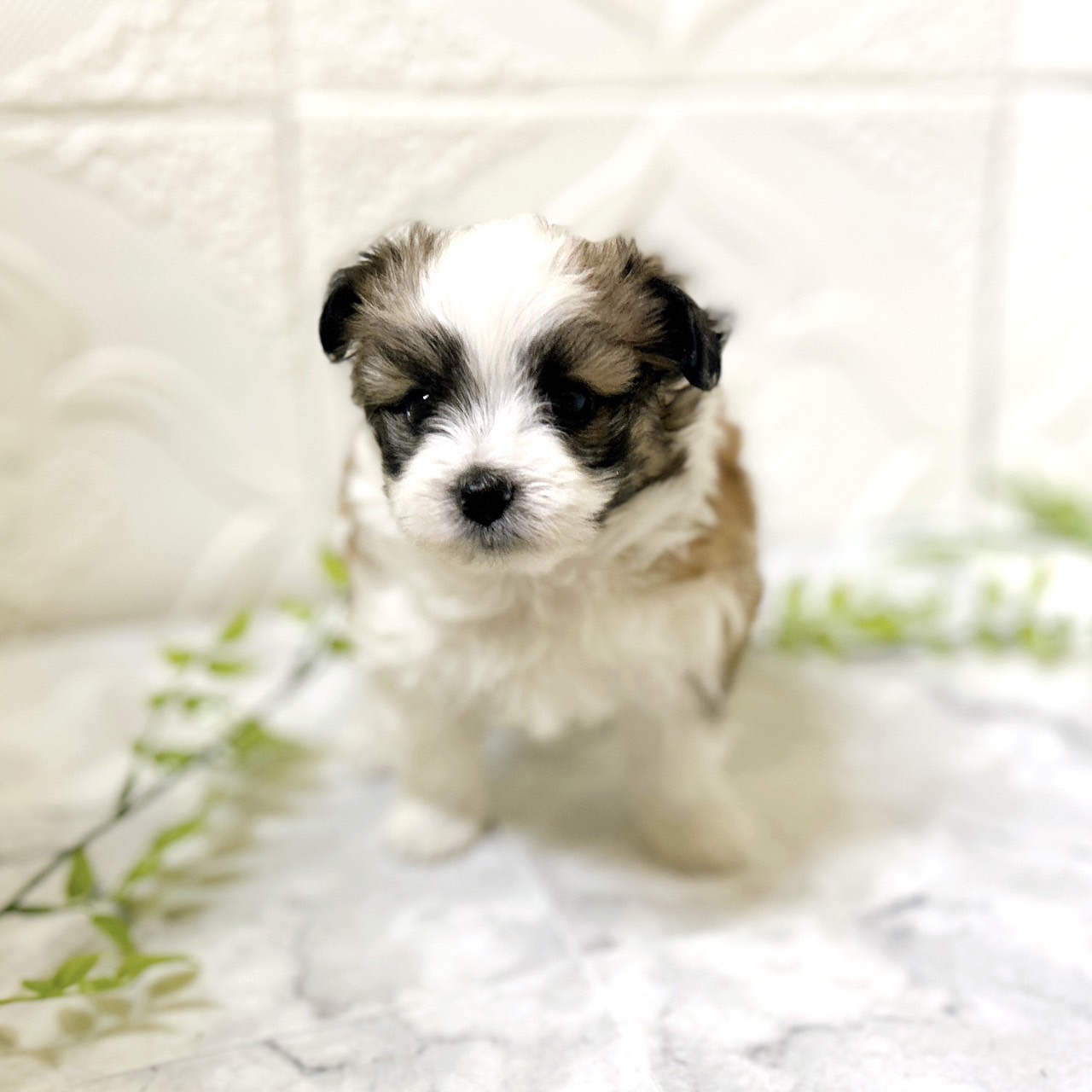 愛知県のハーフ犬・ミックス犬 (犬の家＆猫の里岡崎店/2025年12月23日生まれ/男の子/ホワイトブラウン)の子犬の4枚目の画像