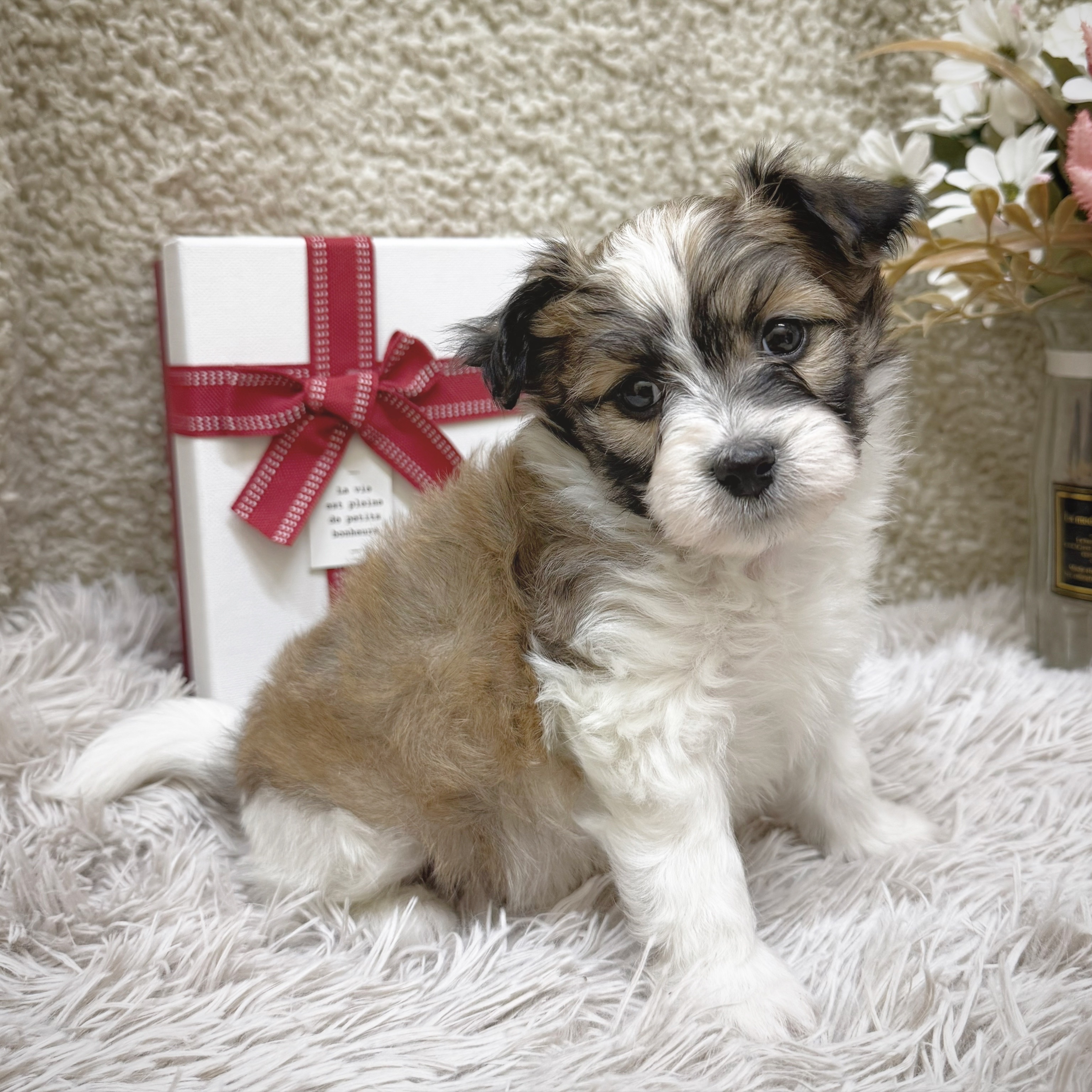 静岡県のハーフ犬・ミックス犬 (犬の家＆猫の里藤枝店/2025年12月23日生まれ/男の子/ホワイトブラウン)の子犬の4枚目の画像