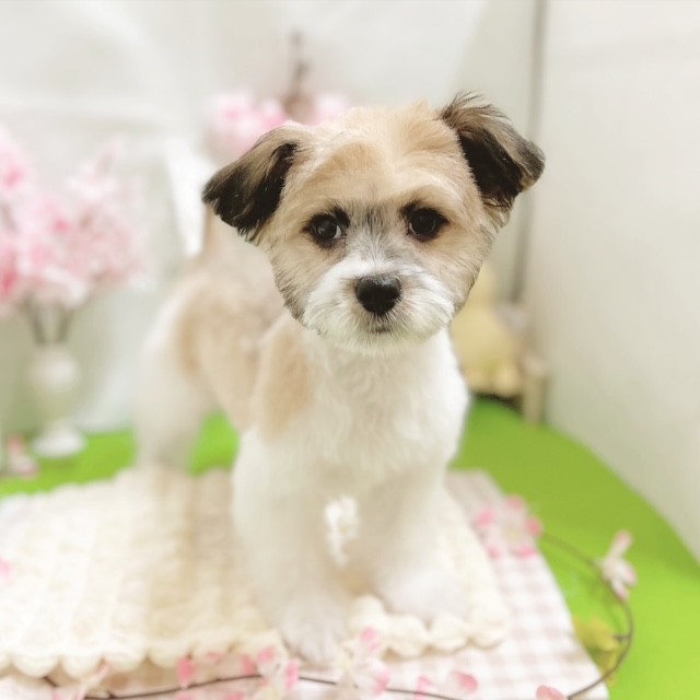 静岡県のハーフ犬・ミックス犬 (犬の家＆猫の里藤枝店/2025年12月23日生まれ/男の子/ホワイトブラウン)の子犬の4枚目の画像