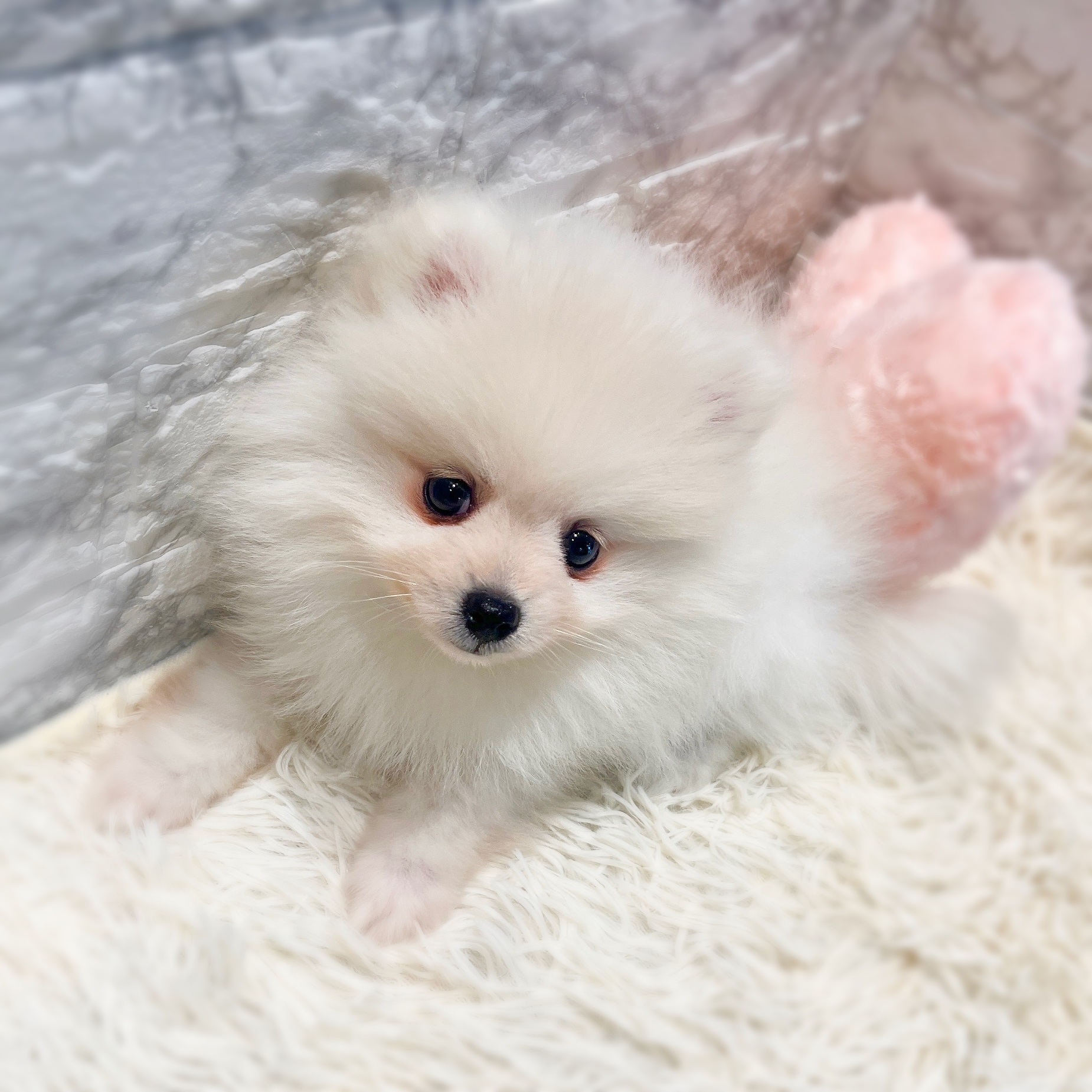 愛知県のポメラニアン (犬の家＆猫の里MiO香久山店/2025年12月19日生まれ/男の子/クリーム)の子犬の4枚目の画像