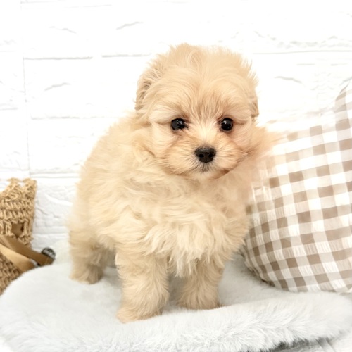 愛知県のポメプー(ポメラニアン×プードル) (犬の家＆猫の里豊川インター店/2025年12月20日生まれ/男の子/クリームホワイト)の子犬の4枚目の画像