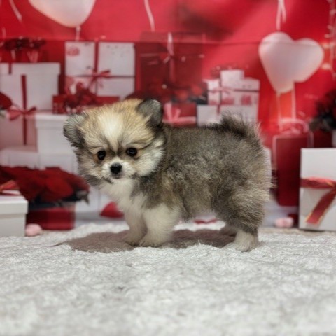 福岡県のポメチワ/チワポメ/ポメチー(ポメラニアン×チワワ) (犬の家＆猫の里トリアス久山店/2025年12月22日生まれ/男の子/クリームセーブルホワイト)の子犬の4枚目の画像