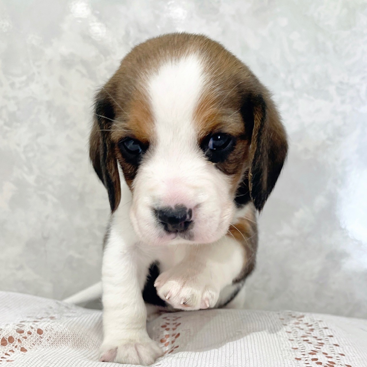 福岡県のビーグル (犬の家＆猫の里くりえいと宗像店/2025年12月23日生まれ/男の子/ブラックタンホワイト)の子犬