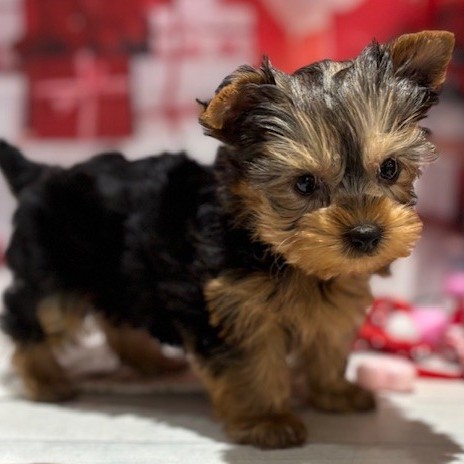 福岡県のヨークシャーテリア (犬の家＆猫の里トリアス久山店/2025年12月21日生まれ/女の子/スチールブルータン)の子犬の4枚目の画像