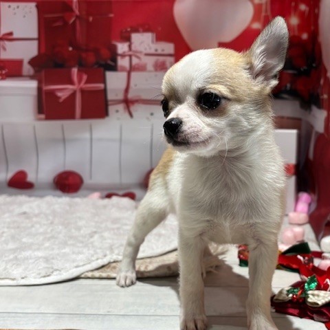 福岡県のチワワ(スムース) (犬の家＆猫の里トリアス久山店/2025年12月21日生まれ/男の子/ホワイトフォーン)の子犬の4枚目の画像