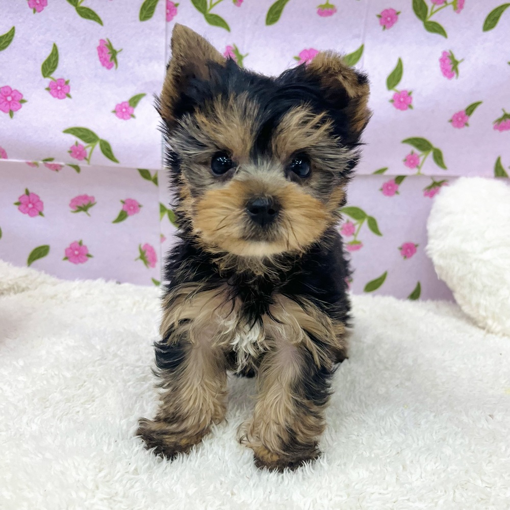 愛知県のヨークシャーテリア (犬の家＆猫の里エアポートウォーク店/2025年12月18日生まれ/男の子/スチールブルータン)の子犬の4枚目の画像