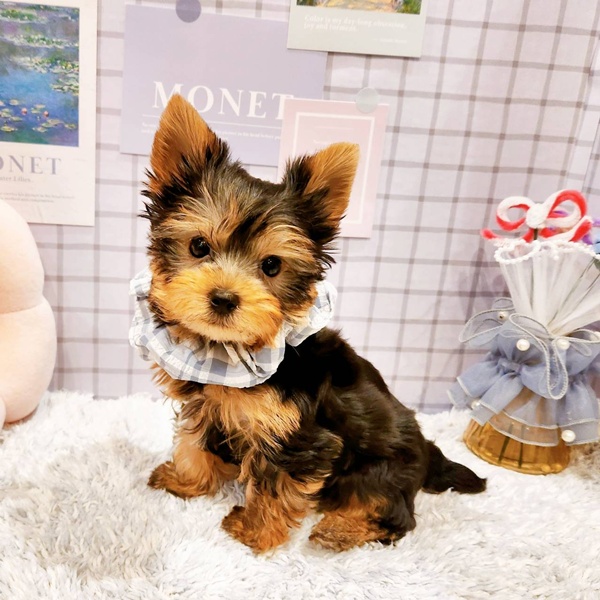 福井県のヨークシャーテリア (犬の家＆猫の里福井店/2025年12月18日生まれ/男の子/スチールブルータン)の子犬の4枚目の画像