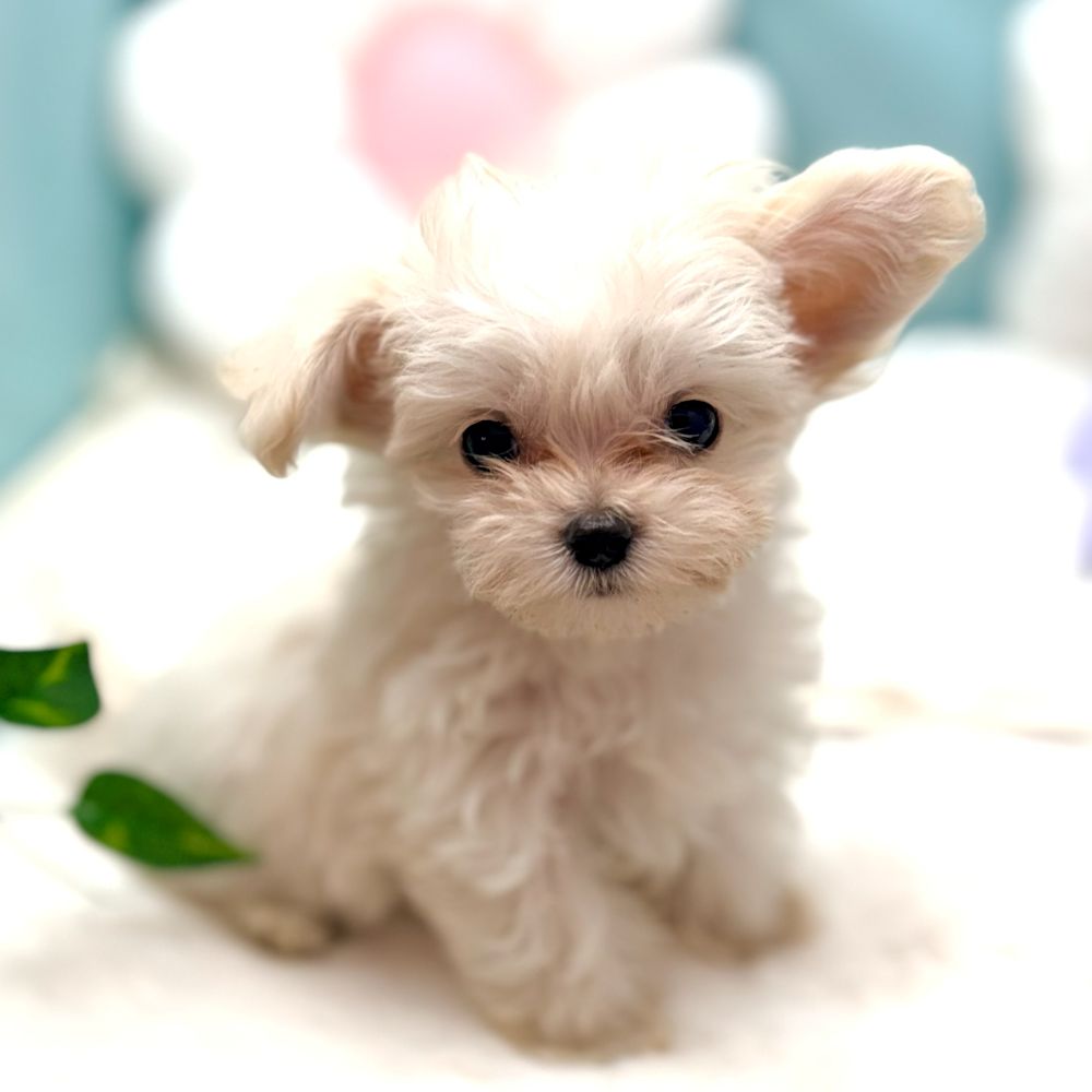 愛知県のチワマル/マルチワ(チワワ×マルチーズ) (犬の家＆猫の里愛知刈谷店/2025年12月23日生まれ/男の子/クリーム)の子犬の4枚目の画像