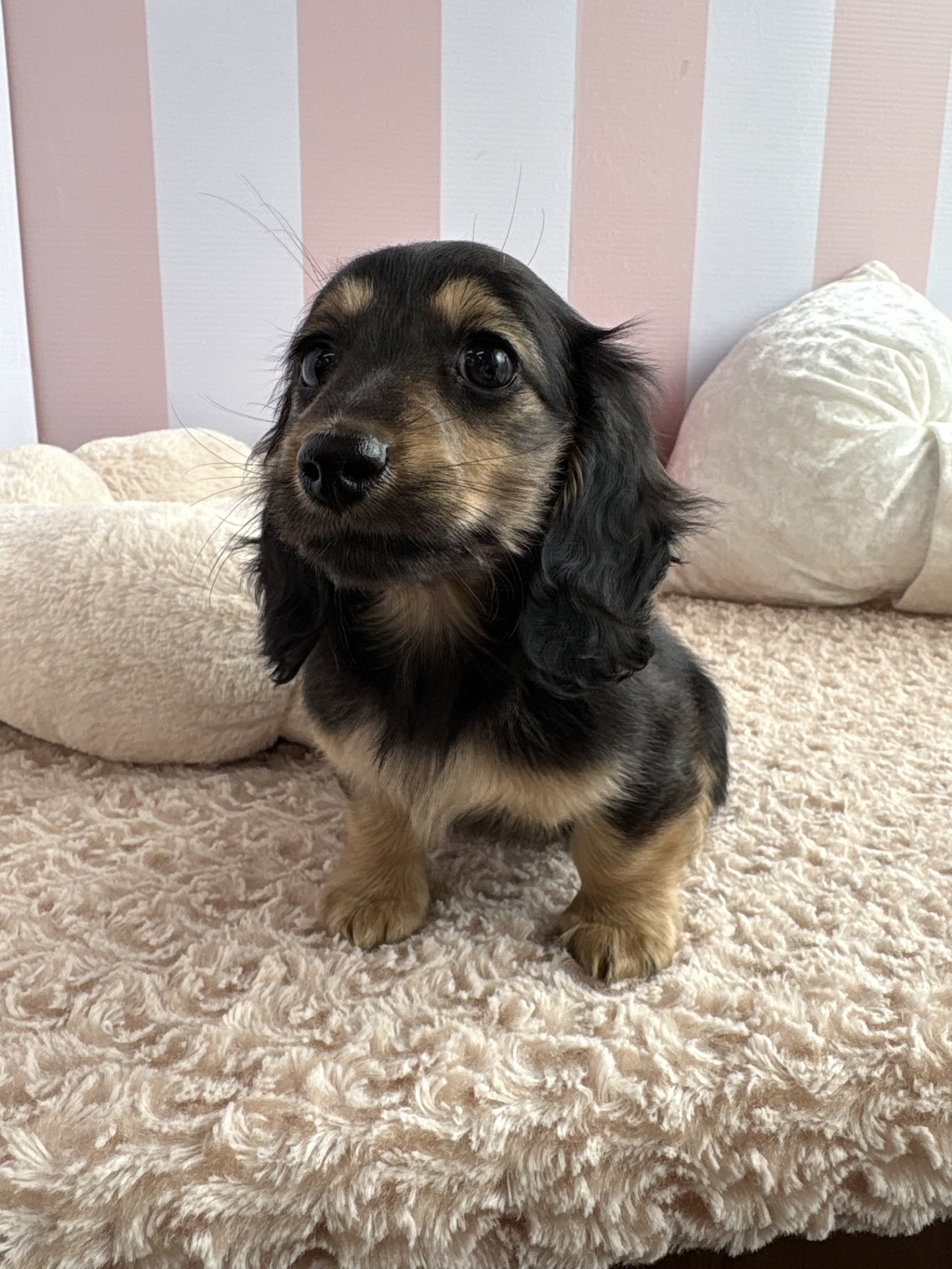 岡山県のミニチュアダックスフンド(ロング) (犬の家＆猫の里倉敷中庄店/2025年12月23日生まれ/女の子/ブラックタン)の子犬の4枚目の画像