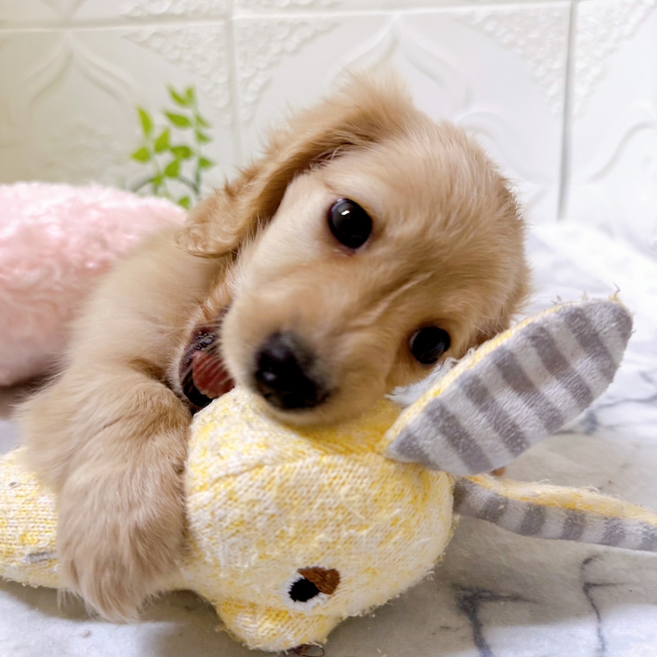 愛知県のミニチュアダックスフンド(ロング) (犬の家＆猫の里岡崎店/2025年12月23日生まれ/男の子/イエロー)の子犬の4枚目の画像