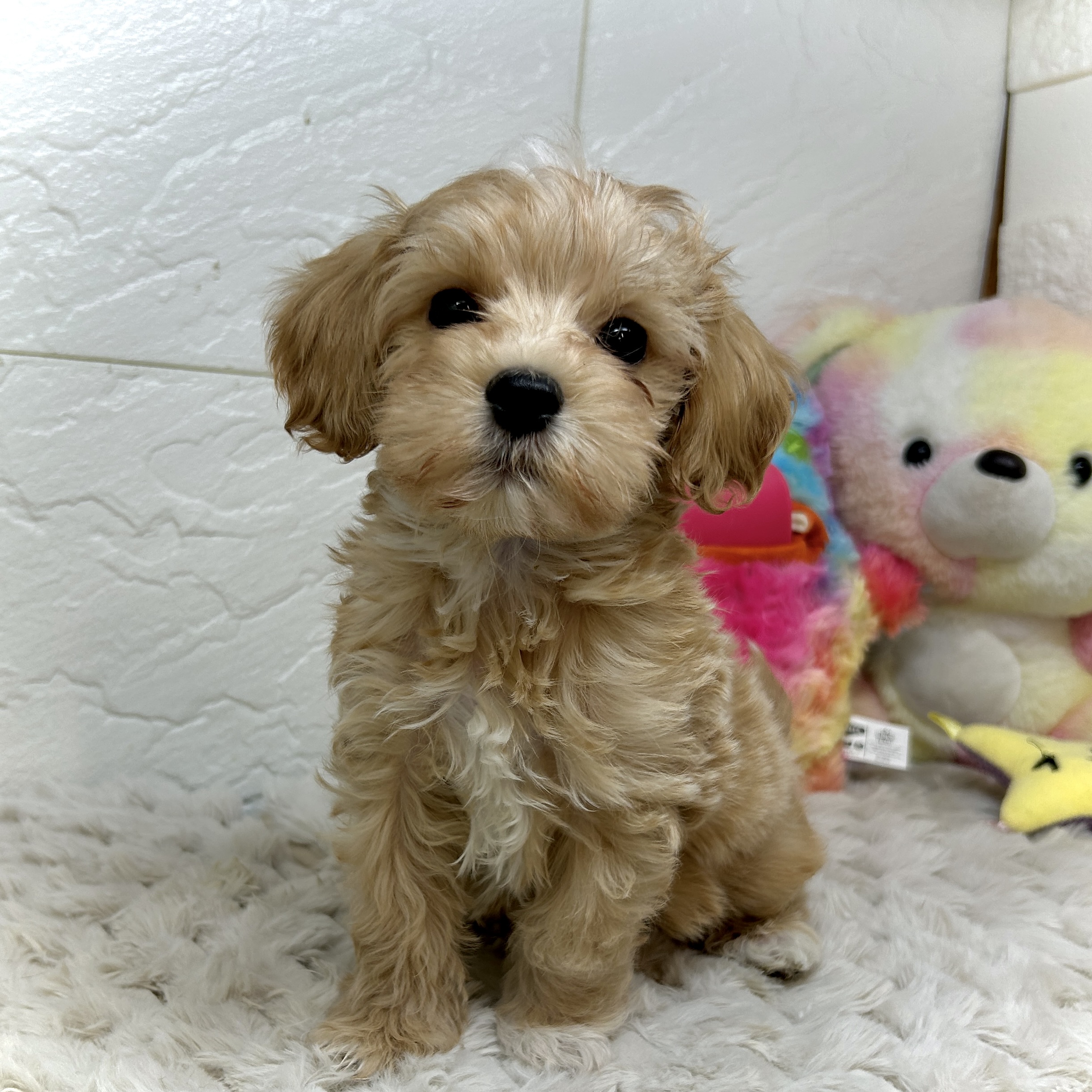 兵庫県のマルプー(マルチーズ×プードル) (犬の家＆猫の里ゆめタウン姫路店/2025年12月24日生まれ/男の子/クリーム)の子犬の4枚目の画像