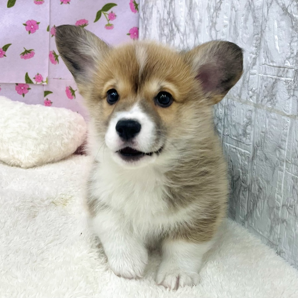 愛知県のウェルシュコーギーペンブローク (犬の家＆猫の里エアポートウォーク店/2025年12月23日生まれ/男の子/レッドホワイト)の子犬の4枚目の画像