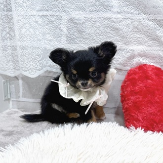 滋賀県のチワワ(ロング) (犬の家＆猫の里長浜店/2025年12月25日生まれ/女の子/ブラックタン)の子犬の4枚目の画像