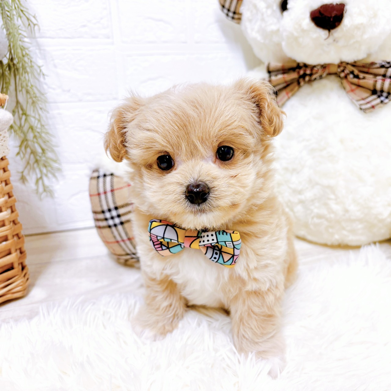 滋賀県のチワプー/プーチー(チワワ×プードル) (犬の家＆猫の里近江八幡店/2025年12月24日生まれ/男の子/クリーム)の子犬の4枚目の画像