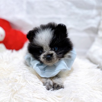 滋賀県のポメラニアン (犬の家＆猫の里長浜店/2025年12月23日生まれ/男の子/パーティーカラー)の子犬の4枚目の画像