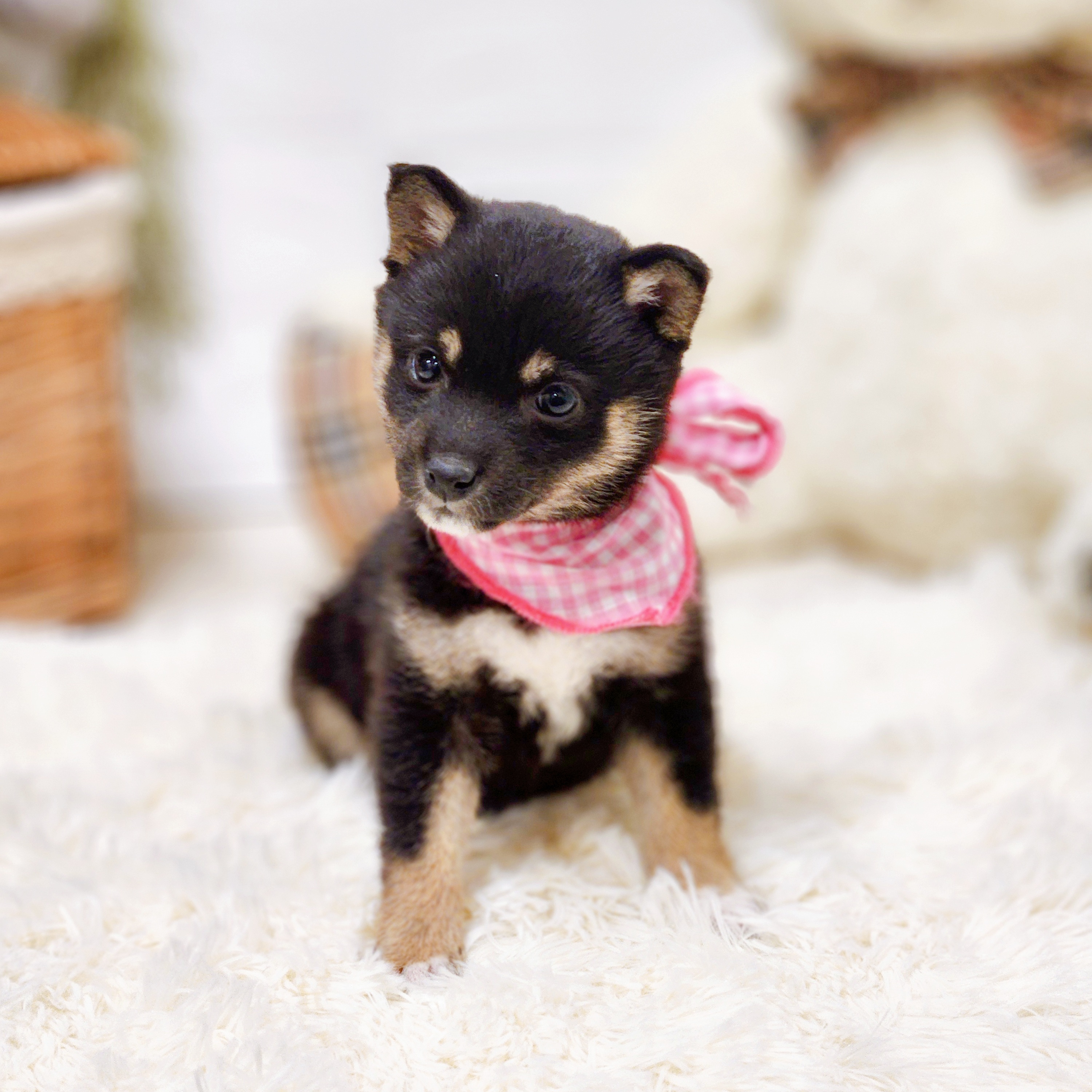 滋賀県の豆柴 (犬の家＆猫の里近江八幡店/2025年12月11日生まれ/女の子/黒)の子犬の4枚目の画像