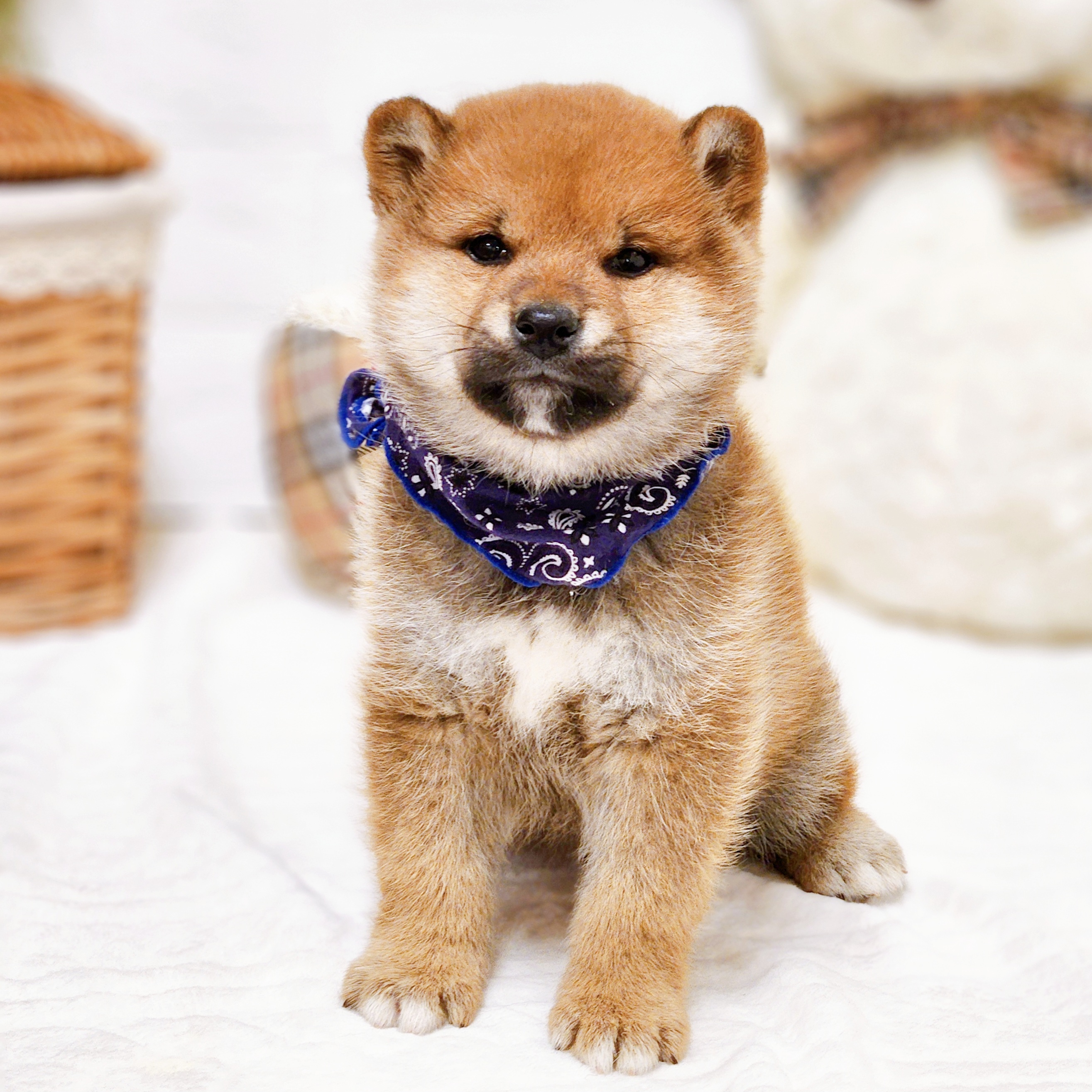 滋賀県の柴犬(標準サイズ) (犬の家＆猫の里近江八幡店/2025年12月25日生まれ/男の子/赤)の子犬の4枚目の画像