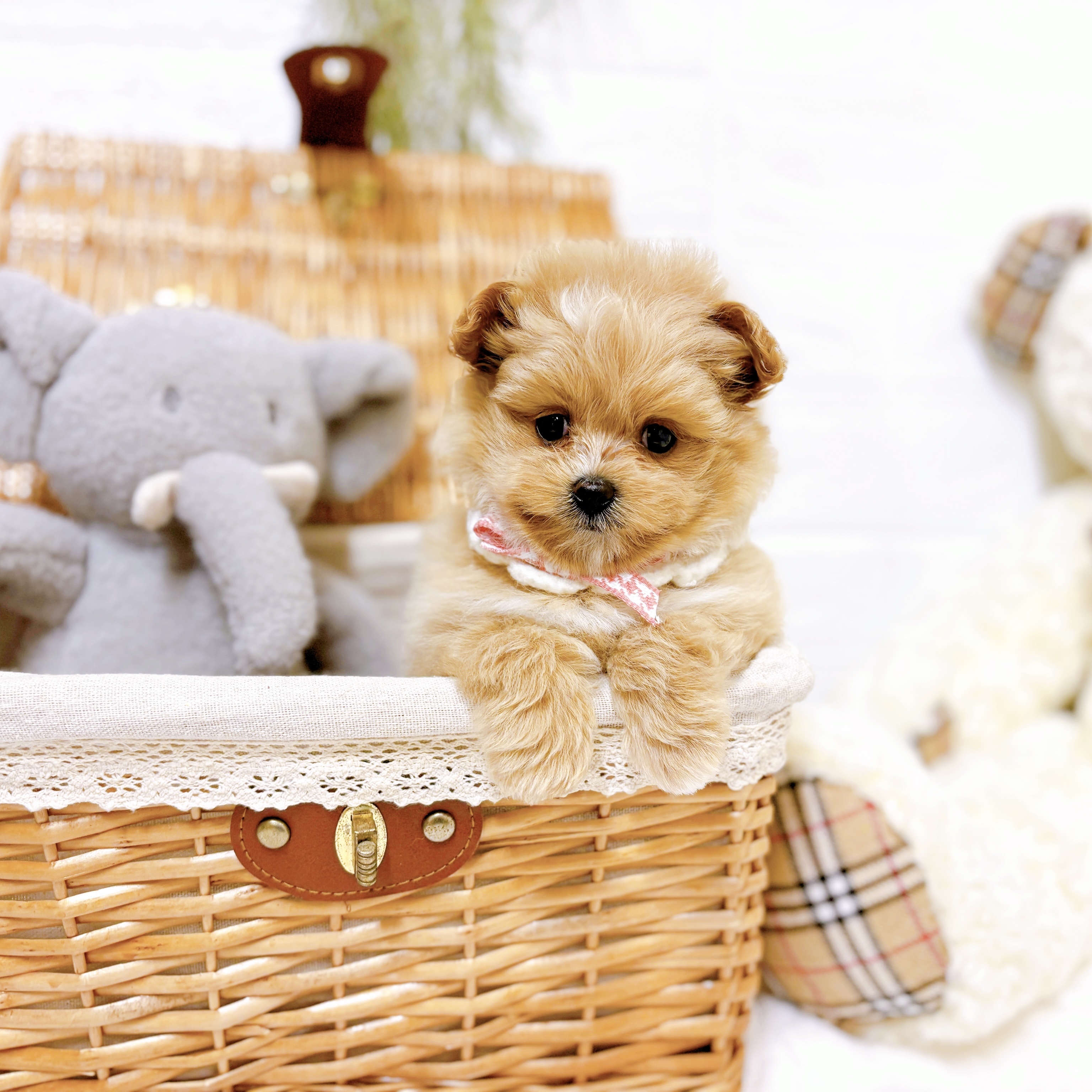 滋賀県のポメプー(ポメラニアン×プードル) (犬の家＆猫の里近江八幡店/2025年12月25日生まれ/女の子/アプリコット)の子犬の4枚目の画像