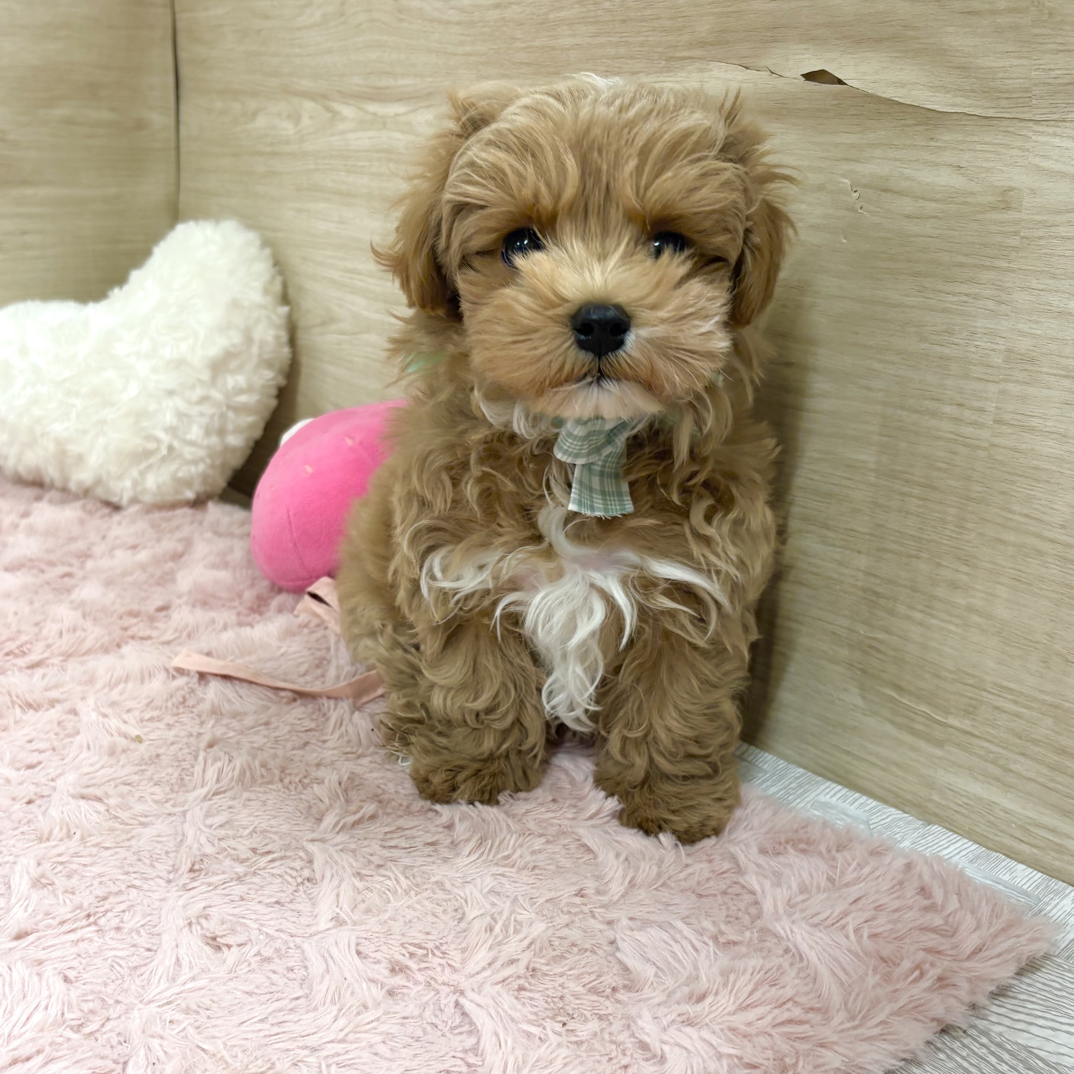 大阪府のマルプー(マルチーズ×プードル) (犬の家＆猫の里そよら東岸和田店/2025年12月24日生まれ/男の子/アプリコットホワイト)の子犬の4枚目の画像