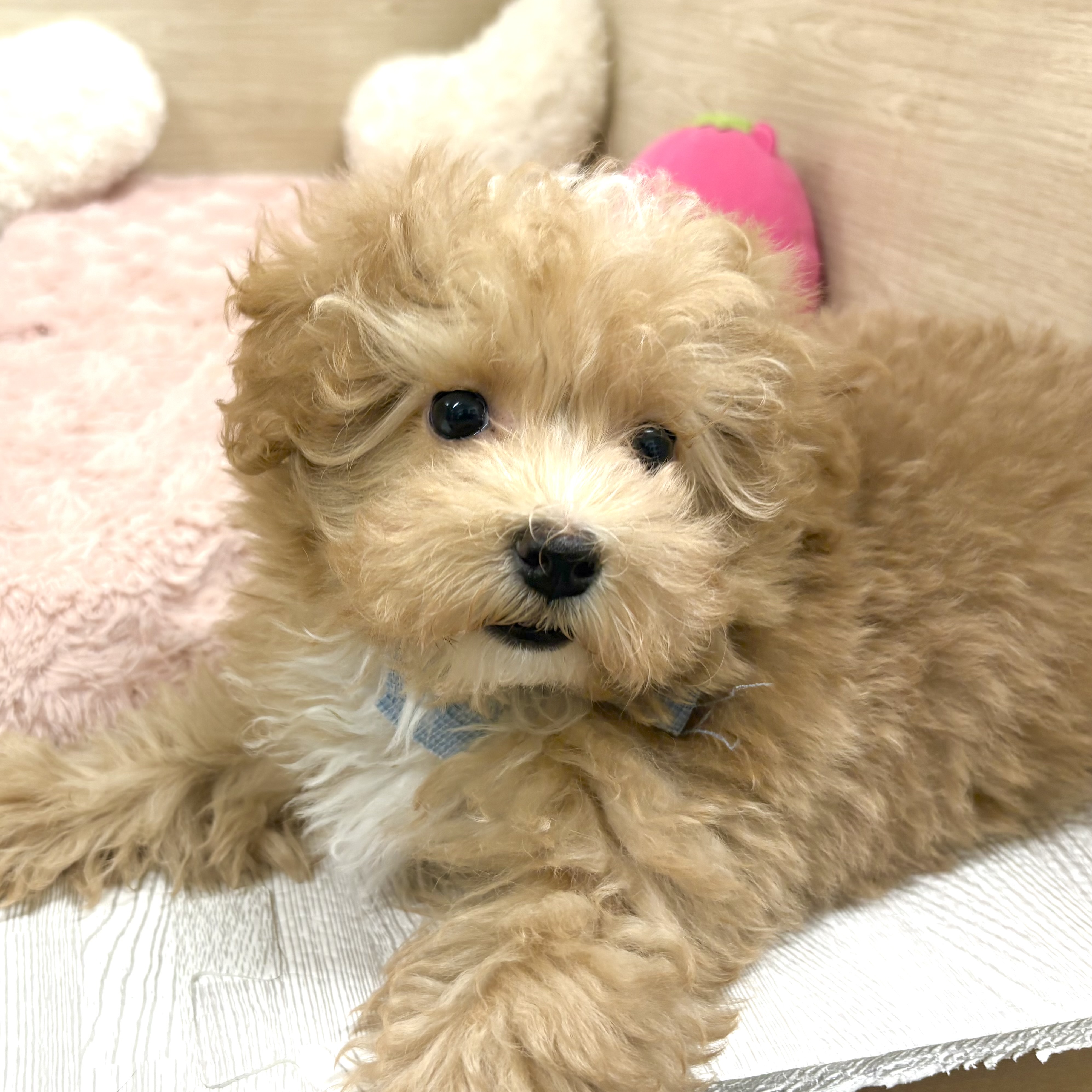大阪府のマルプー(マルチーズ×プードル) (犬の家＆猫の里そよら東岸和田店/2025年12月23日生まれ/男の子/アプリコットホワイト)の子犬の4枚目の画像