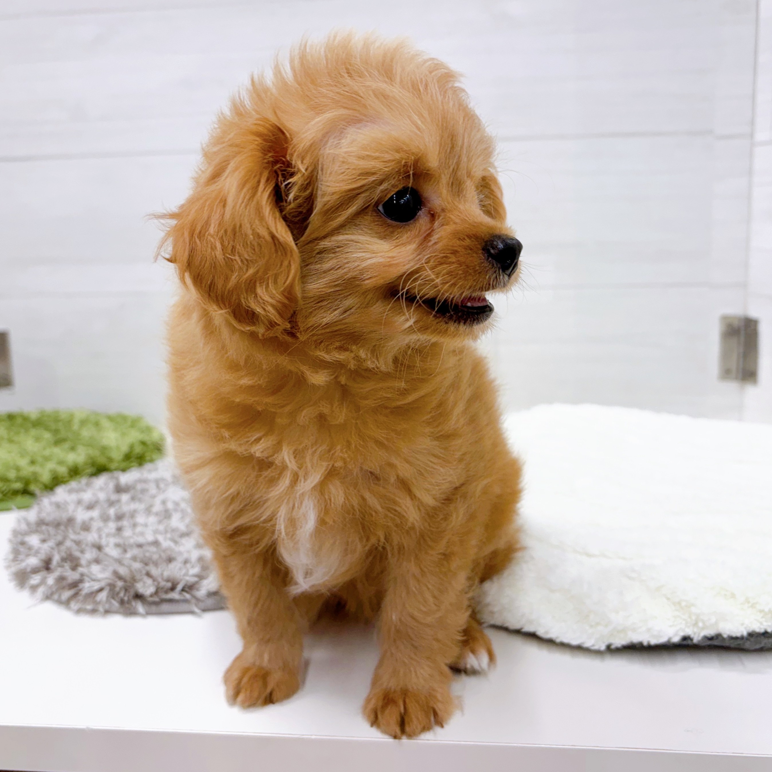 石川県のチワプー/プーチー(チワワ×プードル) (犬の家＆猫の里アミーゴ金沢おこばた店/2025年12月25日生まれ/女の子/アプリコット)の子犬の4枚目の画像