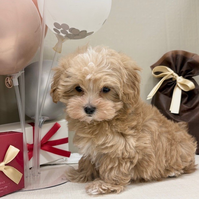 千葉県のマルプー(マルチーズ×プードル) (犬の家＆猫の里ワンズモール稲毛店/2025年12月26日生まれ/男の子/アプリコットホワイト)の子犬の4枚目の画像