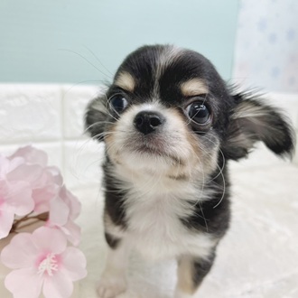 静岡県のチワワ(ロング) (犬の家＆猫の里マークイズ静岡店/2025年12月26日生まれ/男の子/ブラックホワイトクリーム)の子犬の4枚目の画像