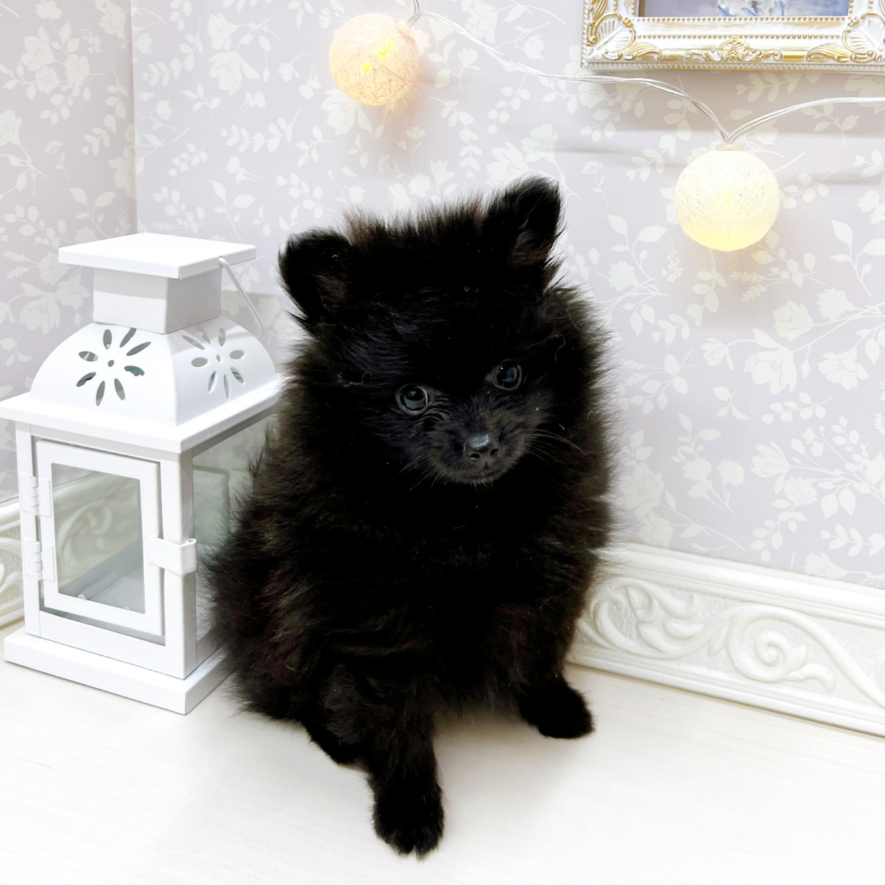 富山県のポメラニアン (犬の家＆猫の里アミーゴ山室店/2025年12月27日生まれ/男の子/ブラック)の子犬の4枚目の画像