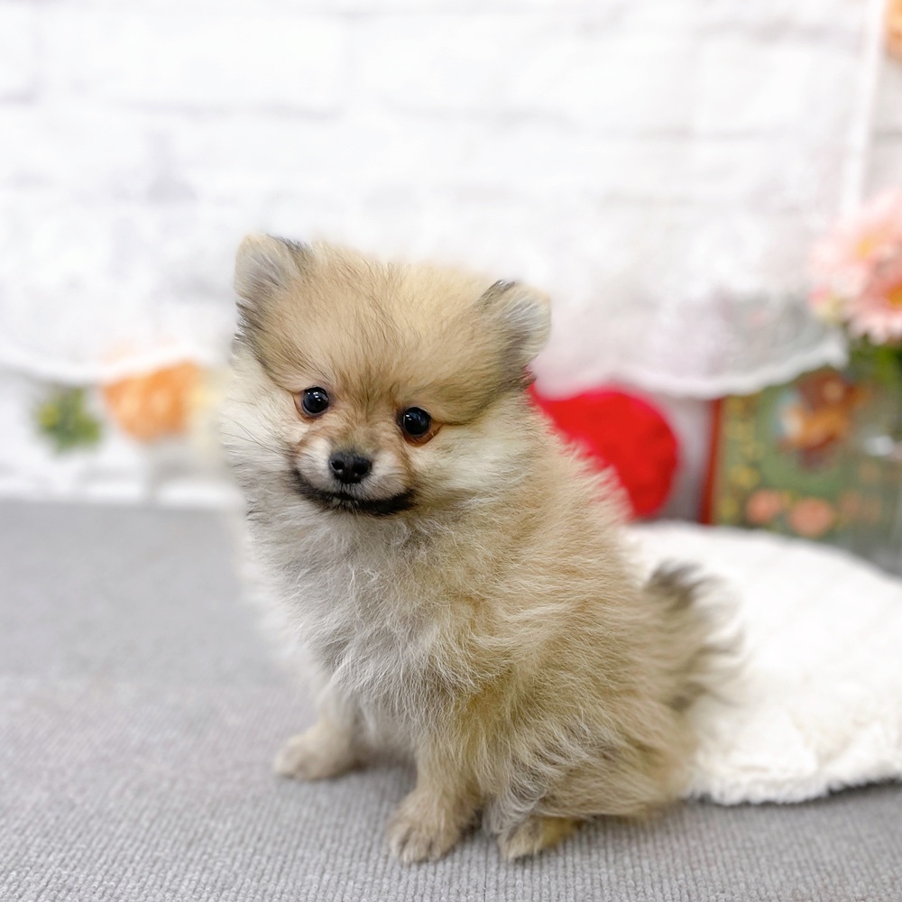 京都府のポメラニアン (犬の家＆猫の里京都樟葉店/2025年12月27日生まれ/男の子/ウルフセーブル)の子犬の4枚目の画像