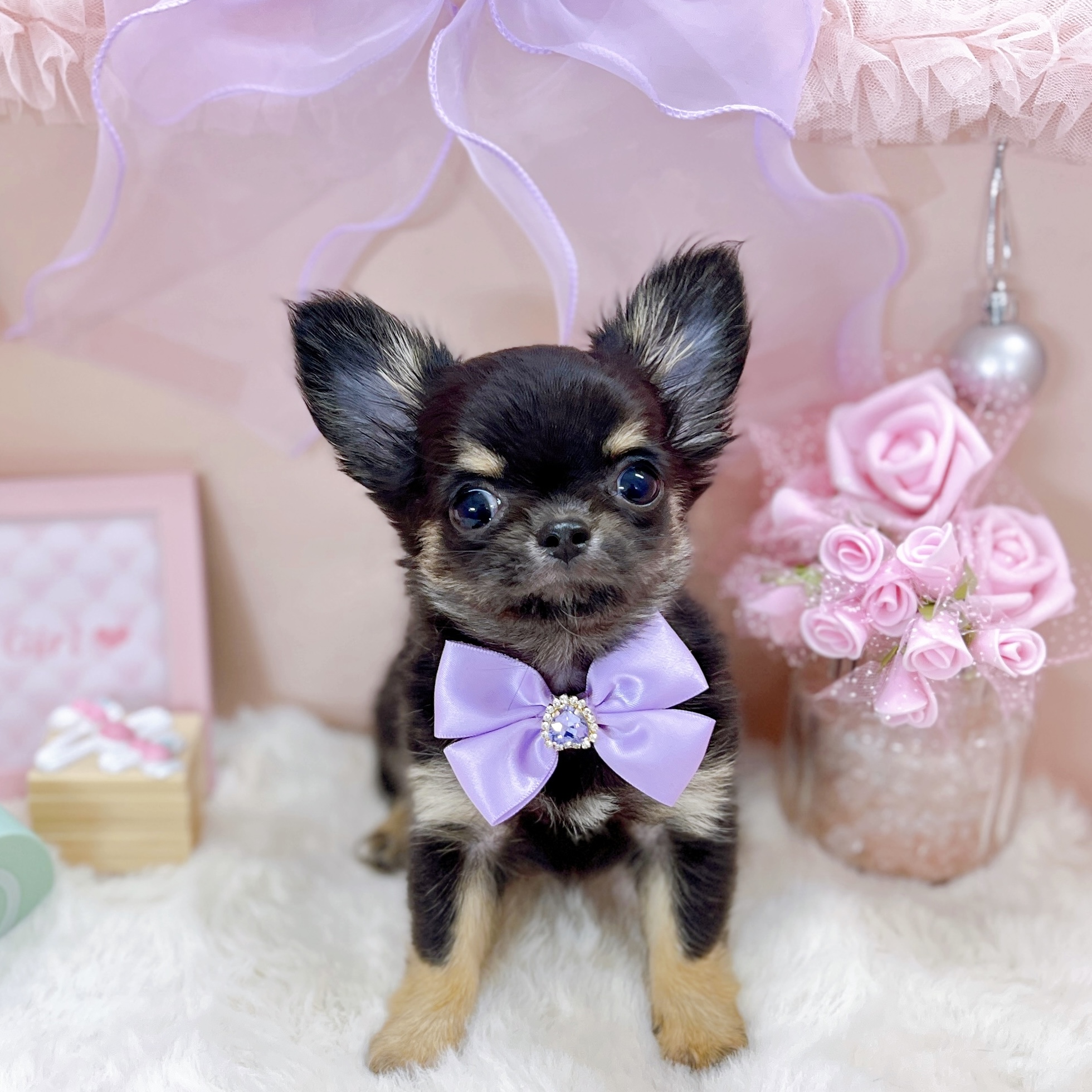 福井県のチワワ(ロング) (犬の家＆猫の里アミーゴ福井大和田店/2025年12月28日生まれ/女の子/ブラックタン)の子犬の4枚目の画像